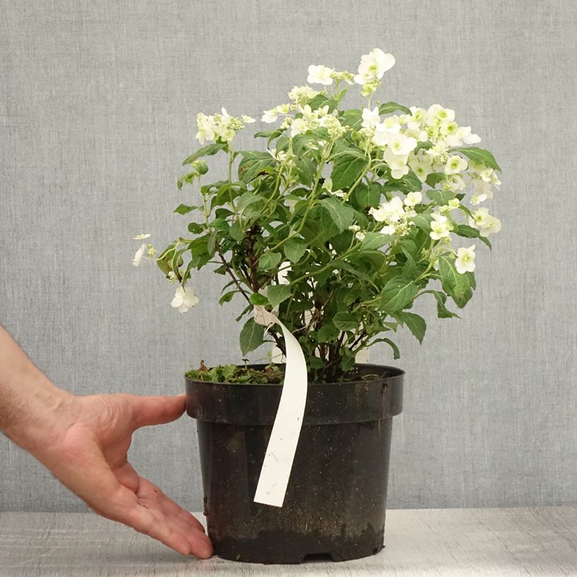 Esemplare di Hydrangea serrata White on White - Ortensia Vaso da 3L/4L consegnato in estate