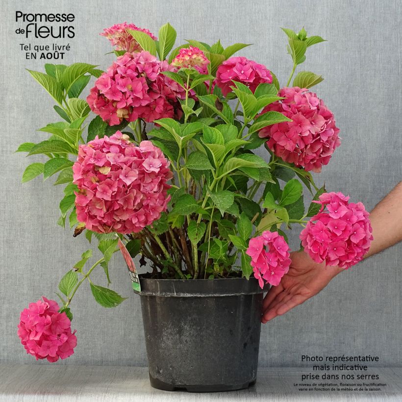 Esemplare di Hydrangea macrophylla Alpenglühen - Ortensia Vaso da 7,5L/10L consegnato in estate