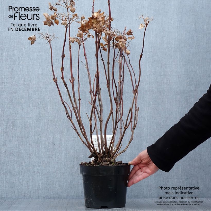 Esemplare di Hydrangea macrophylla Cloudi - Ortensia Vaso da 3L/4L come consegnato in autunno