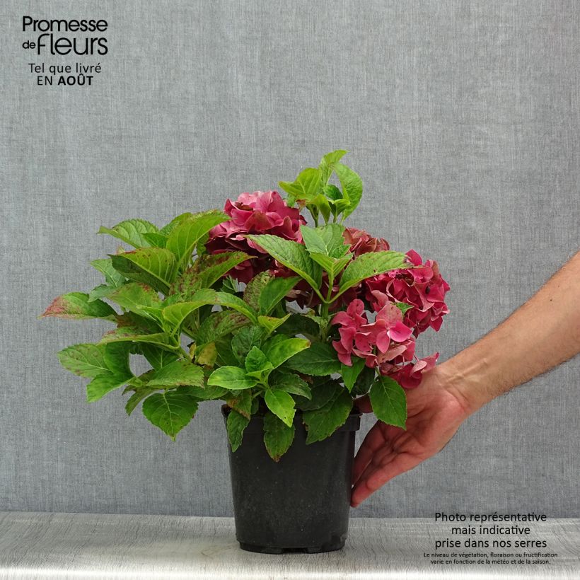Esemplare di Hydrangea macrophylla Eughen Hahn - Ortensia Vaso da 2L/3L consegnato in estate