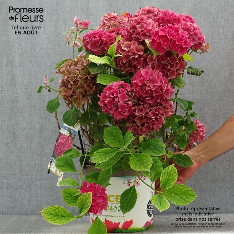Esemplare di Hydrangea macrophylla Eughen Hahn - Ortensia Vaso da 7,5L/10L consegnato in estate