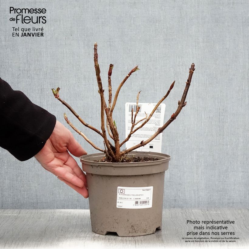 Hydrangea macrophyla Freudenstein - Ortensia Vaso da 2L/3L esemplare consegnato in inverno