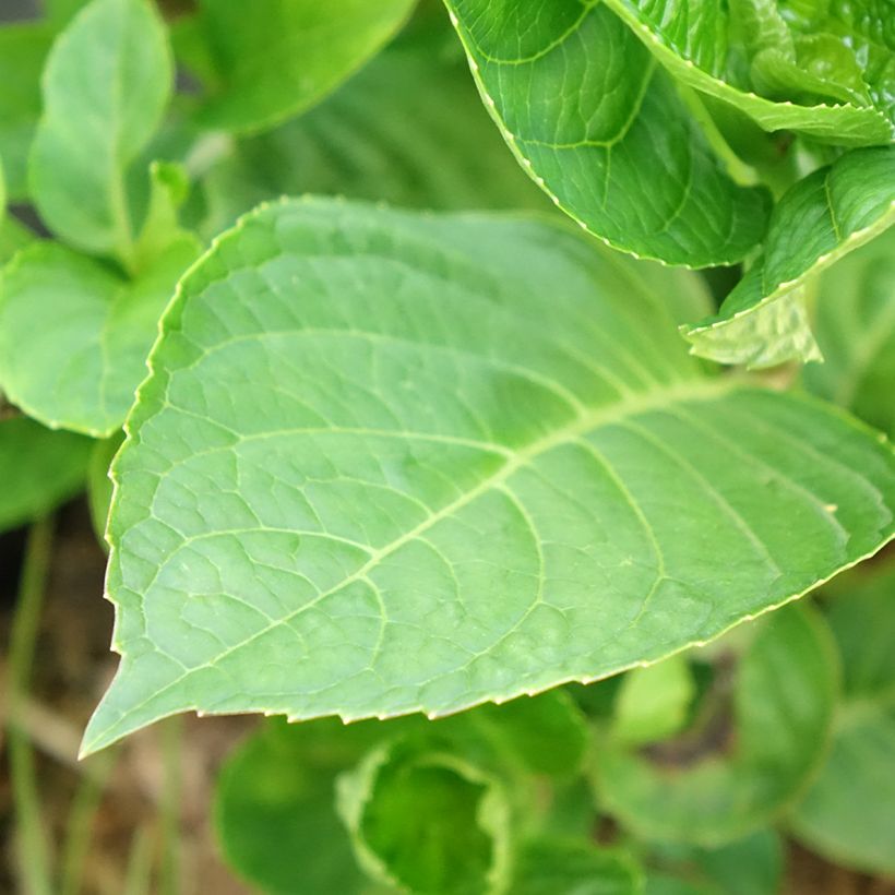 Hydrangea macrophylla King George V - Ortensia (Fioritura)