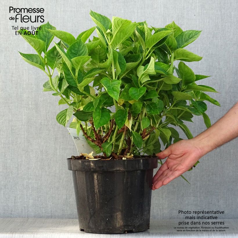 Esemplare di Hydrangea macrophylla King George V - Ortensia Vaso da 7,5L/10L consegnato in estate