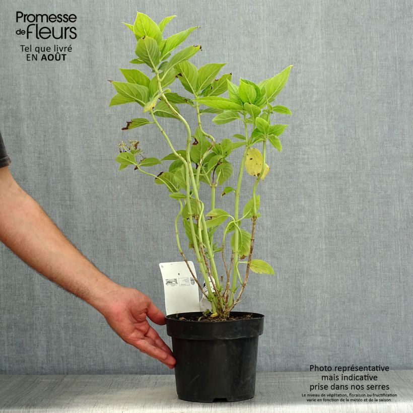 Esemplare di Hydrangea macrophylla Lanarth White - Ortensia Vaso da 2L/3L consegnato in estate