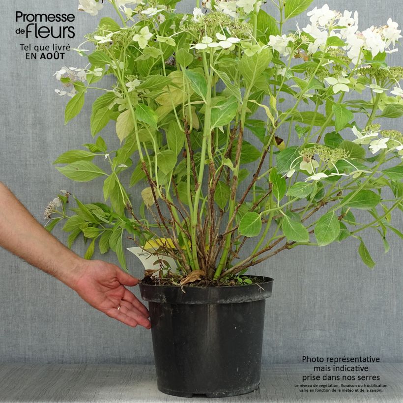 Esemplare di Hydrangea macrophylla Lanarth White - Ortensia Vaso da 7,5L/10L consegnato in estate