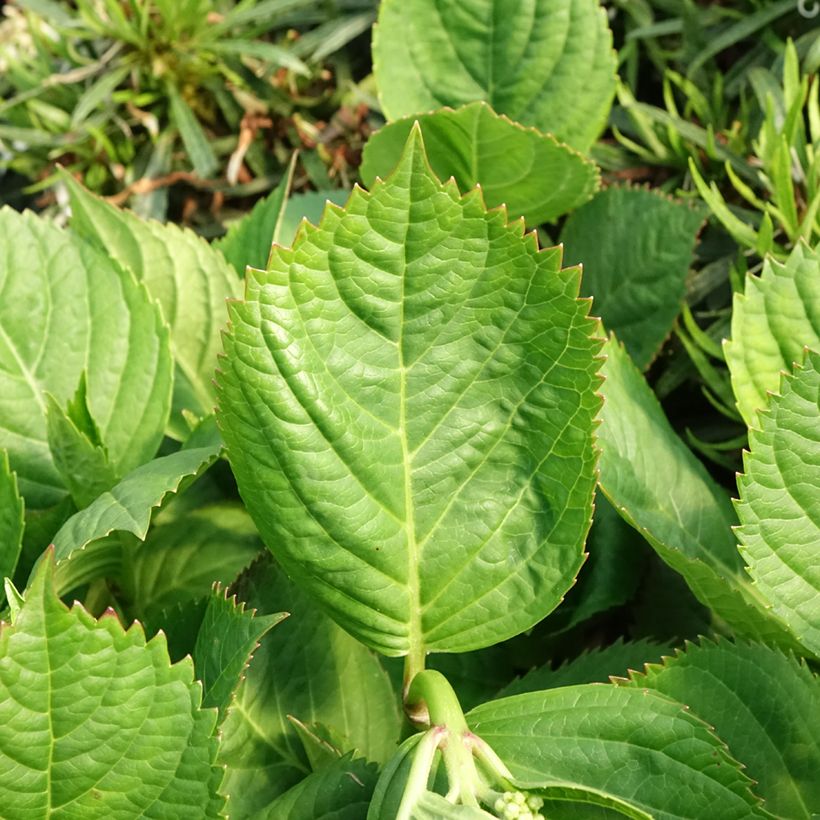 Hydrangea macrophylla Madame Plumecoq - Ortensia (Fogliame)