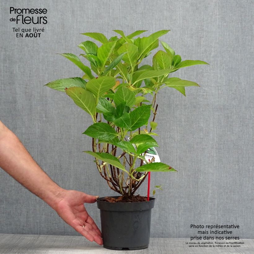 Esemplare di Hydrangea macrophylla Mariesii Perfecta - Ortensia Vaso da 2L/3L consegnato in estate