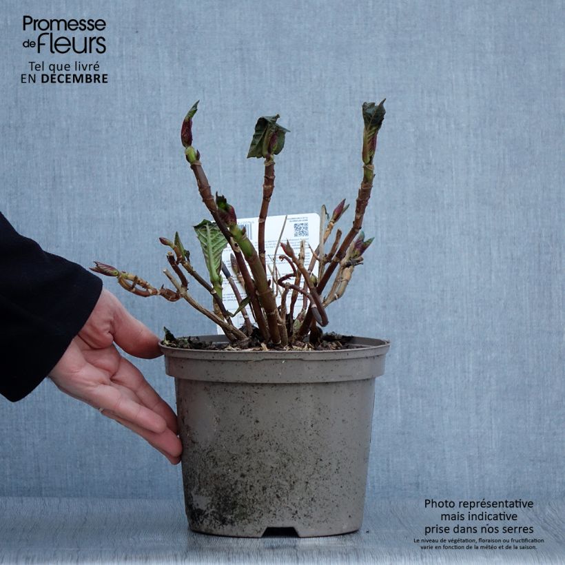 Esemplare di Hydrangea macrophylla Masja - Ortensia Vaso da 1,5L/2L come consegnato in autunno
