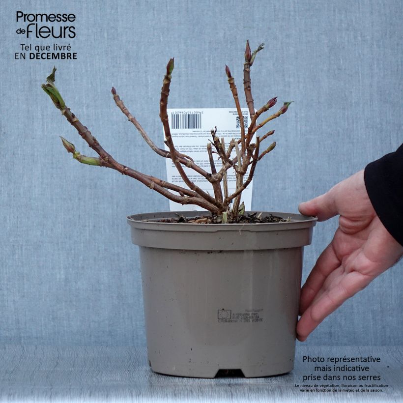 Esemplare di Hydrangea macrophylla Rotkehlchen - Ortensia Vaso da 2L/3L come consegnato in autunno