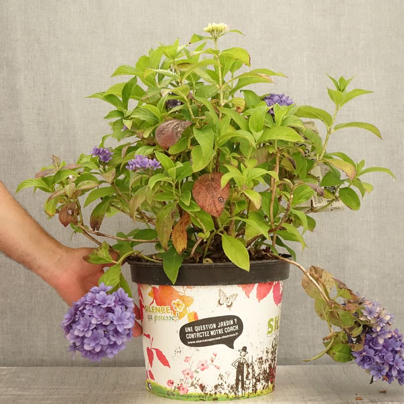 Esemplare di Hydrangea macrophylla Stellar Blue - Ortensia Vaso da 7,5L/10L consegnato in estate