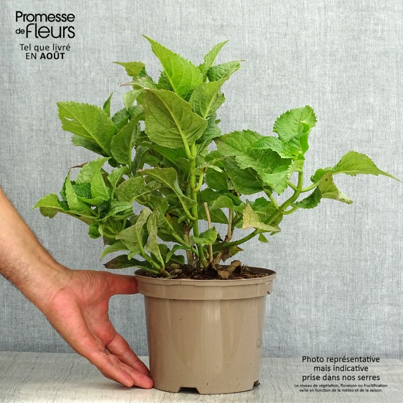 Esemplare di Hydrangea macrophylla Teller Blue - Ortensia Vaso da 2L/3L consegnato in estate