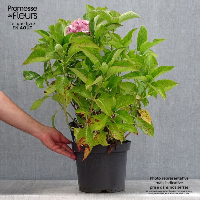 Esemplare di Hydrangea macrophylla Teller Blue - Ortensia Vaso da 7,5L/10L consegnato in estate
