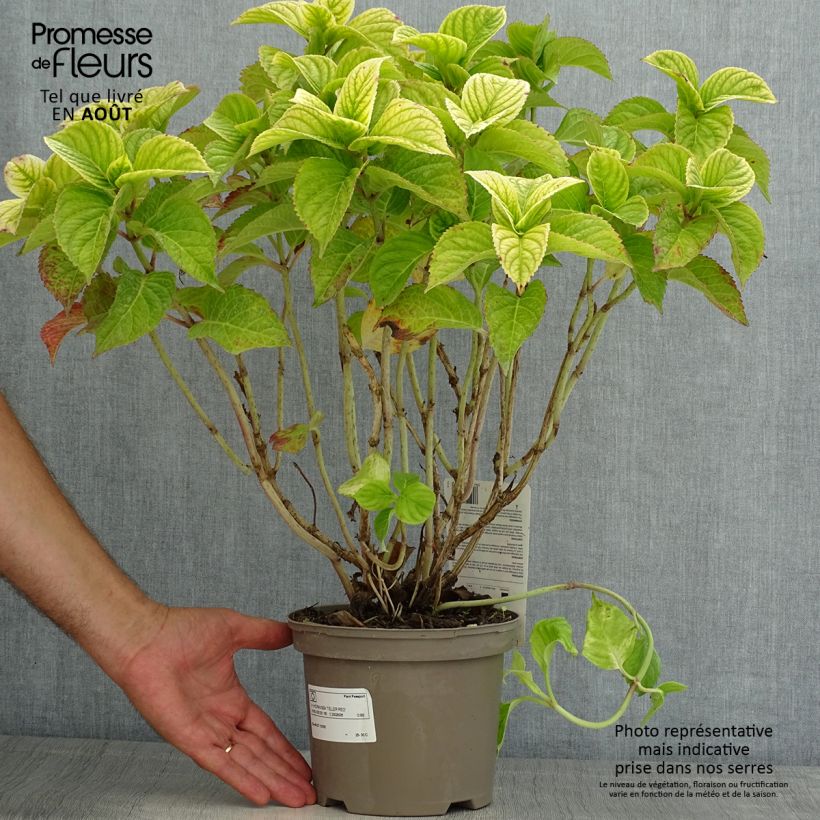 Esemplare di Hydrangea macrophylla Teller Red - Ortensia Vaso da 2L/3L consegnato in estate