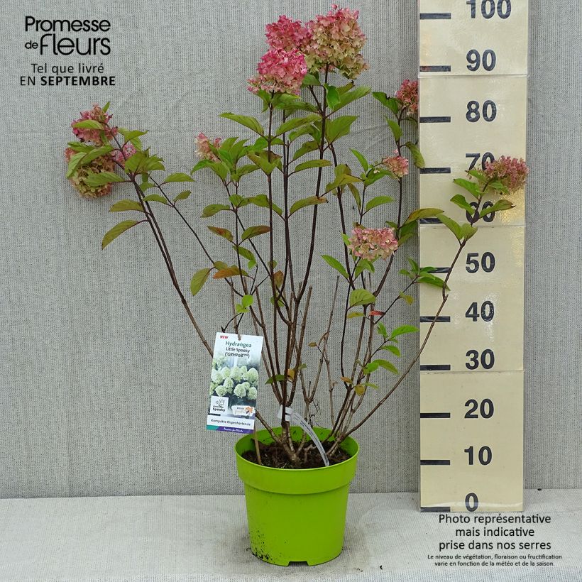 Esemplare di Hydrangea paniculata Little Spooky - Ortensia paniculata Vaso da 3L/4L consegnato in estate