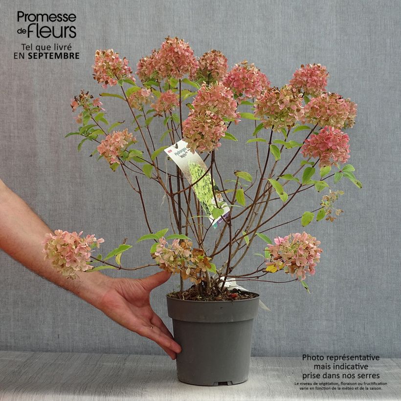 Esemplare di Hydrangea paniculata Mojito - Ortensia paniculata Vaso da 3L/4L consegnato in estate