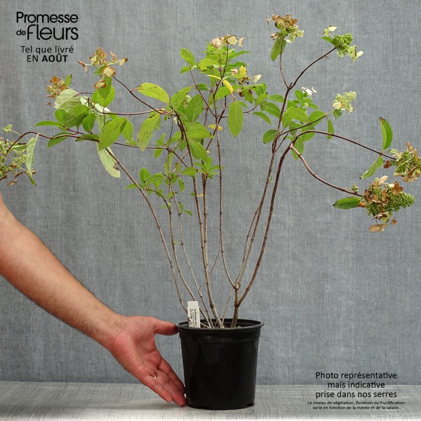 Esemplare di Hydrangea paniculata Tardiva - Ortensia paniculata Vaso da 2L/3L consegnato in estate