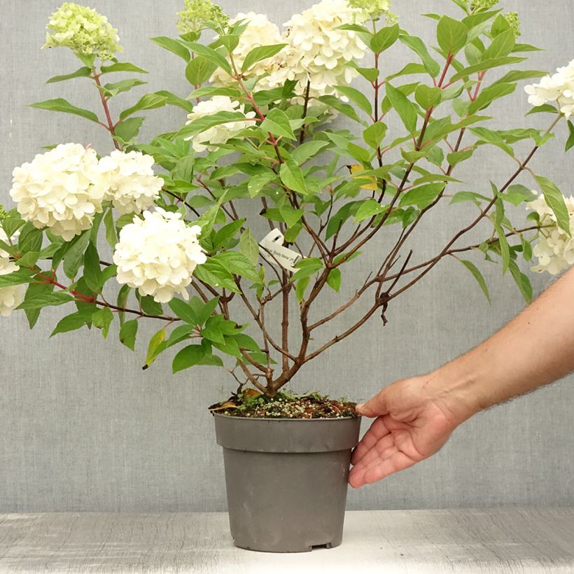 Esemplare di Hydrangea paniculata Bloody Marie - Ortensia paniculata Vaso da 3L/4L consegnato in estate