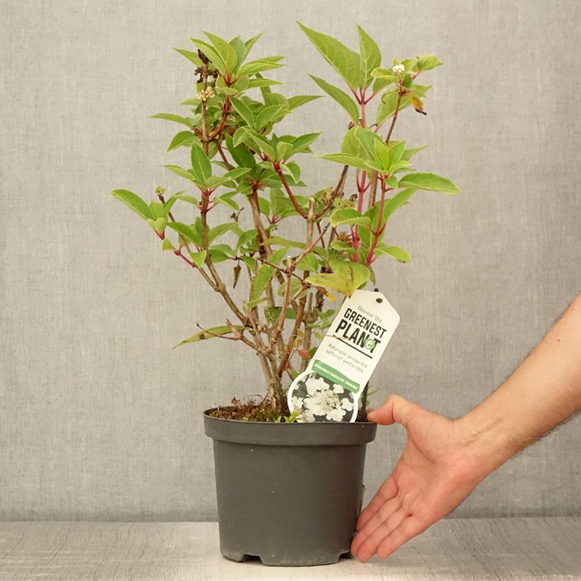 Esemplare di Hydrangea paniculata Dharuma - Ortensia paniculata Vaso da 2L/3L consegnato in estate