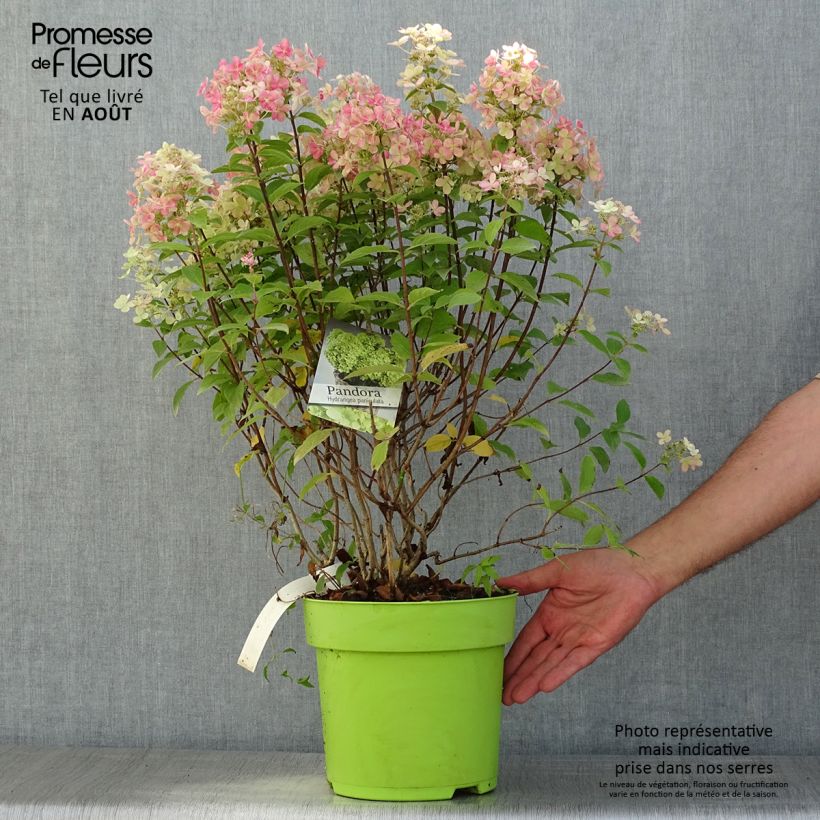 Esemplare di Hydrangea paniculata Pandora - Ortensia paniculata Vaso da 6L/7L consegnato in estate