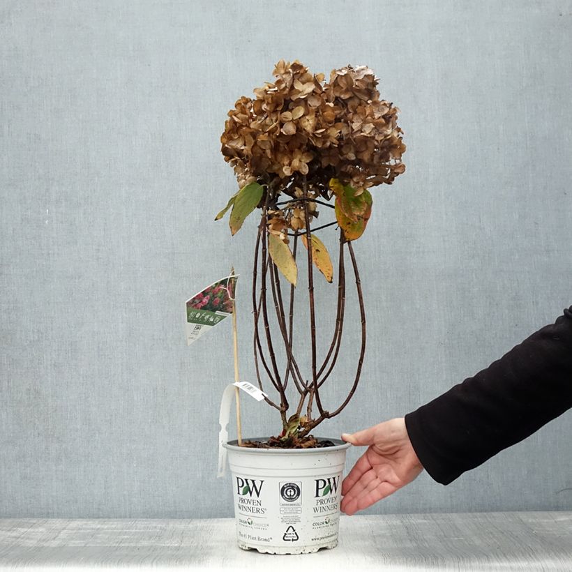 Esemplare di Hydrangea paniculata Fire Light Tidbit - Ortensia paniculata Vaso da 4L/5L come consegnato in autunno
