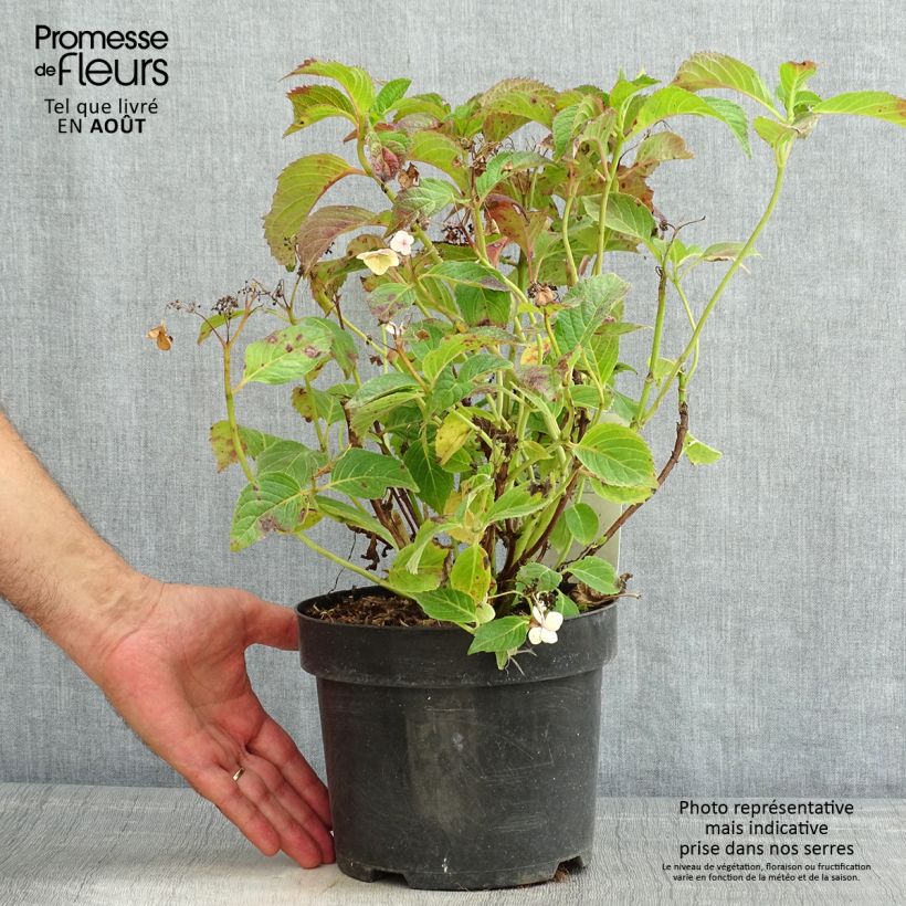 Esemplare di Hydrangea serrata Annie's Blue - Ortensia Vaso da 2L/3L consegnato in estate