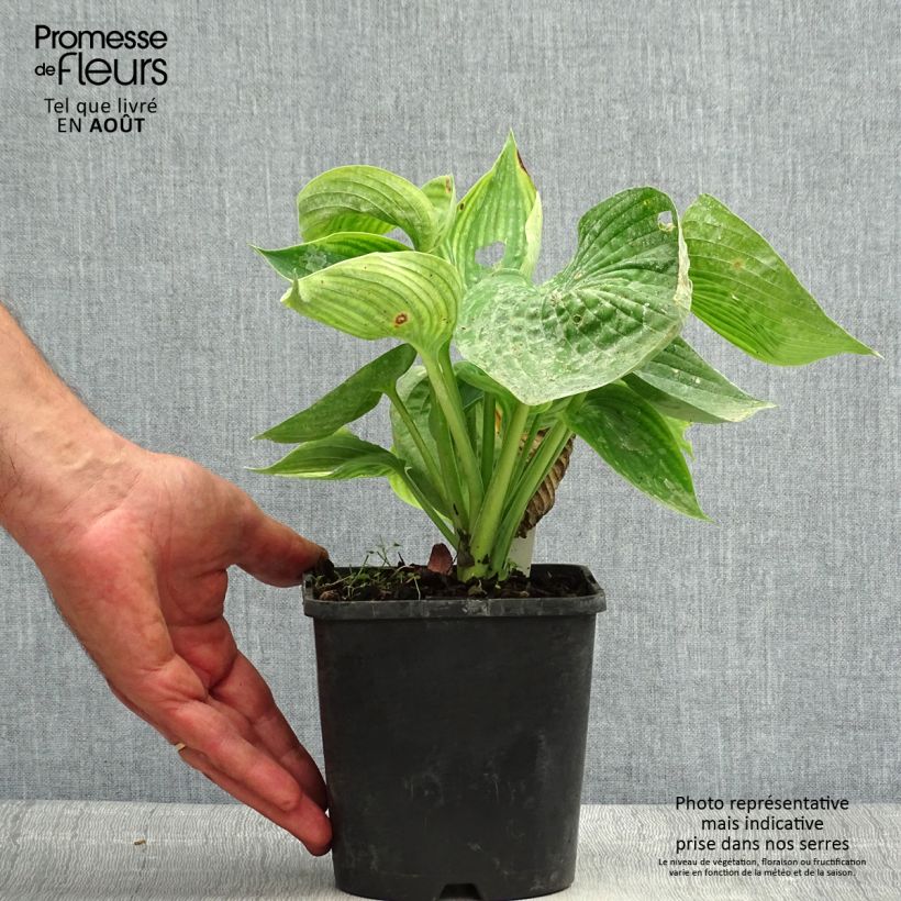 Esemplare di Hosta Abiqua Drinking Gourd Vaso da 1,5L/2L consegnato in estate