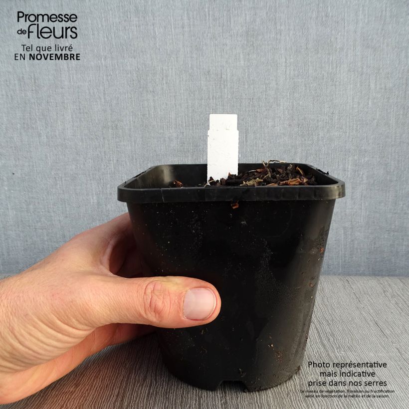 Esemplare di Hosta Adorable Vaso da 1,5L/2L come consegnato in autunno