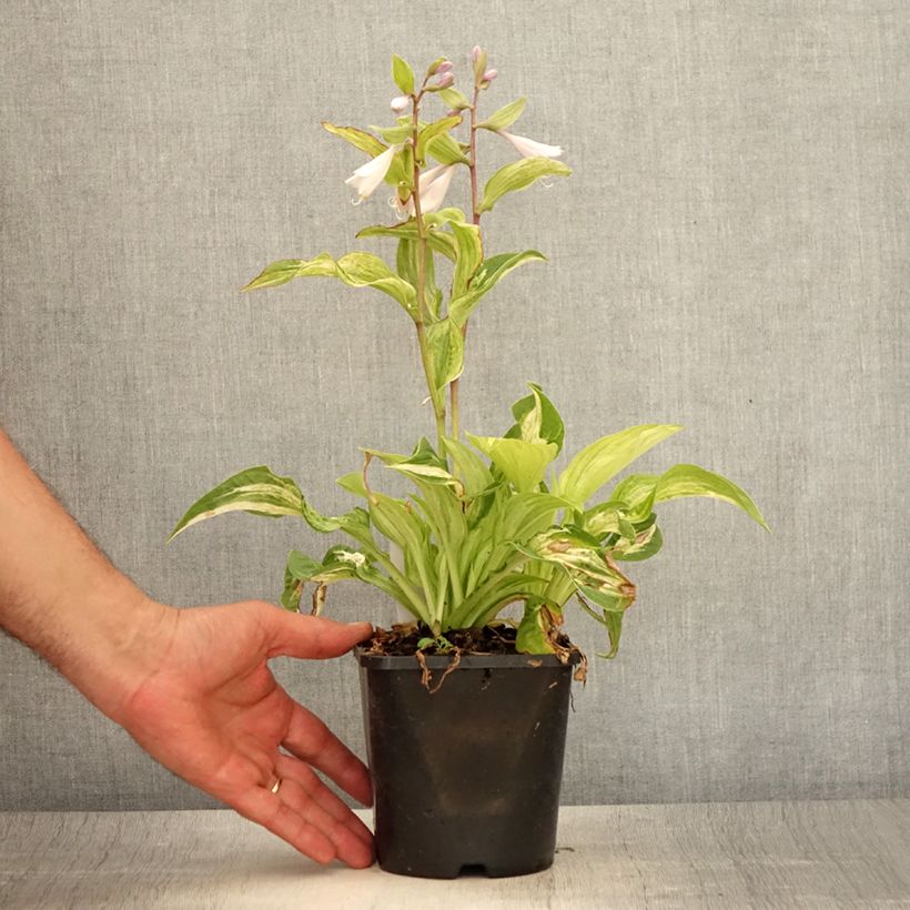 Esemplare di Hosta Allegan Fog Vaso da 1,5L/2L consegnato in estate