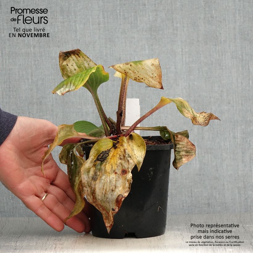 Esemplare di Hosta Almost Vaso da 1,5L/2L come consegnato in autunno