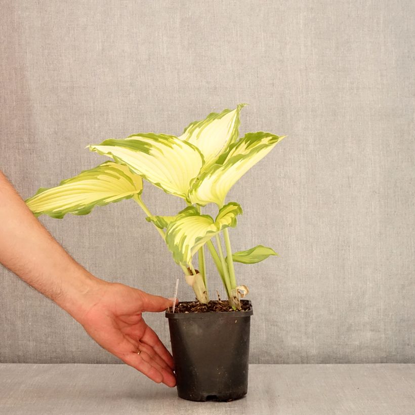 Esemplare di Hosta Amalia Vaso da 1,5L/2L consegnato in estate