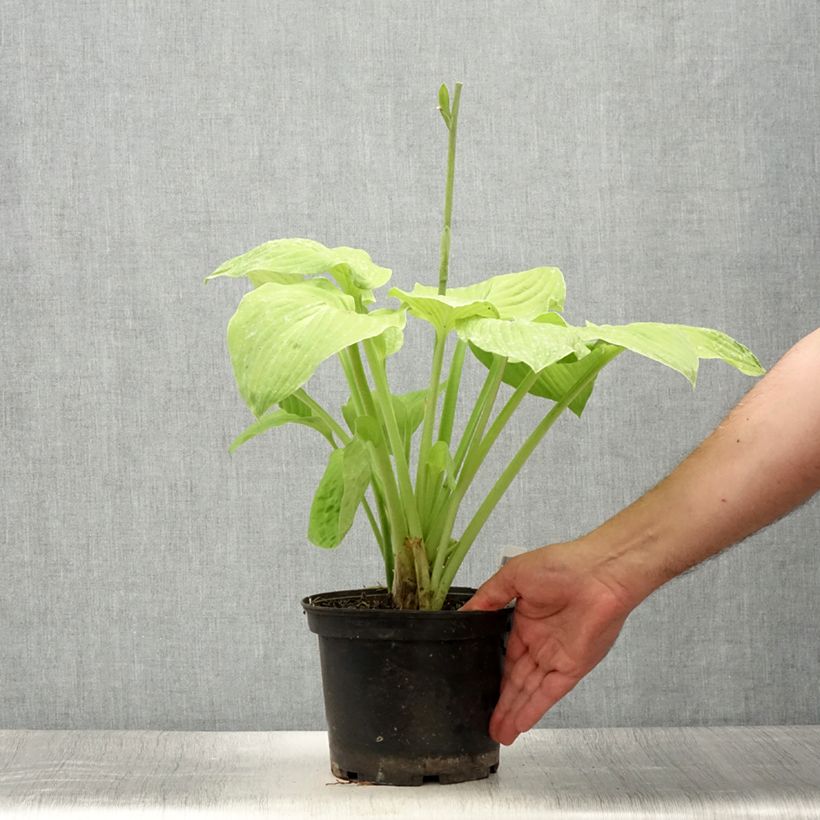 Esemplare di Hosta August Moon Vaso da 2L/3L consegnato in estate