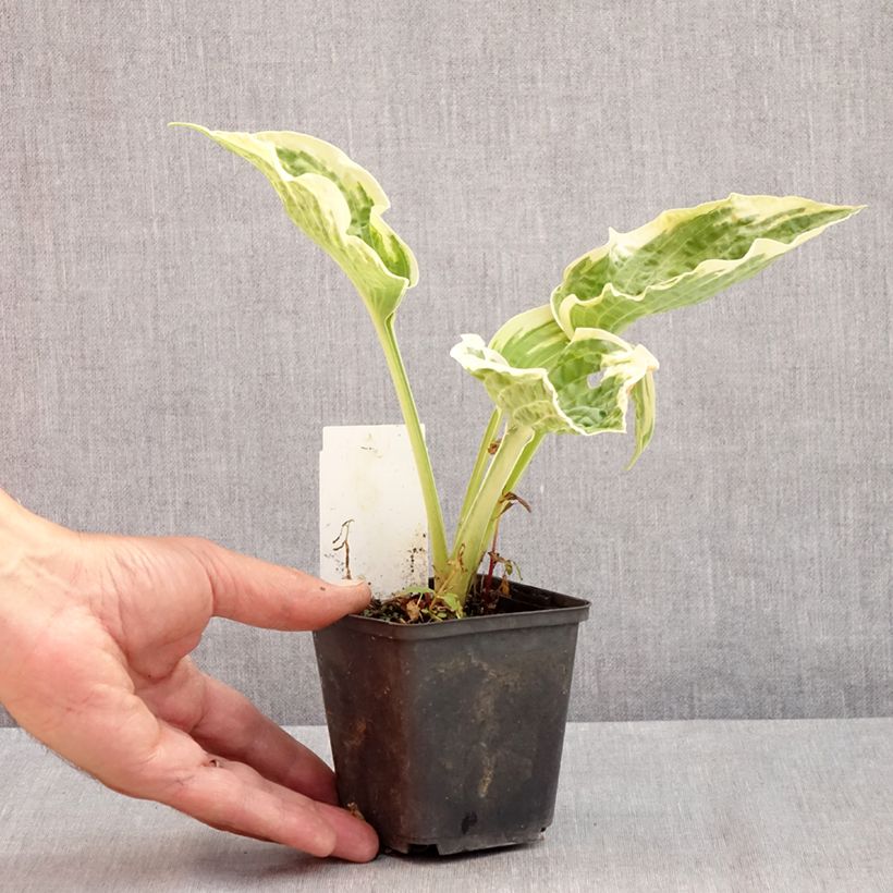 Esemplare di Hosta Austin Dickinson Vasetto da 8/9 cm consegnato in estate