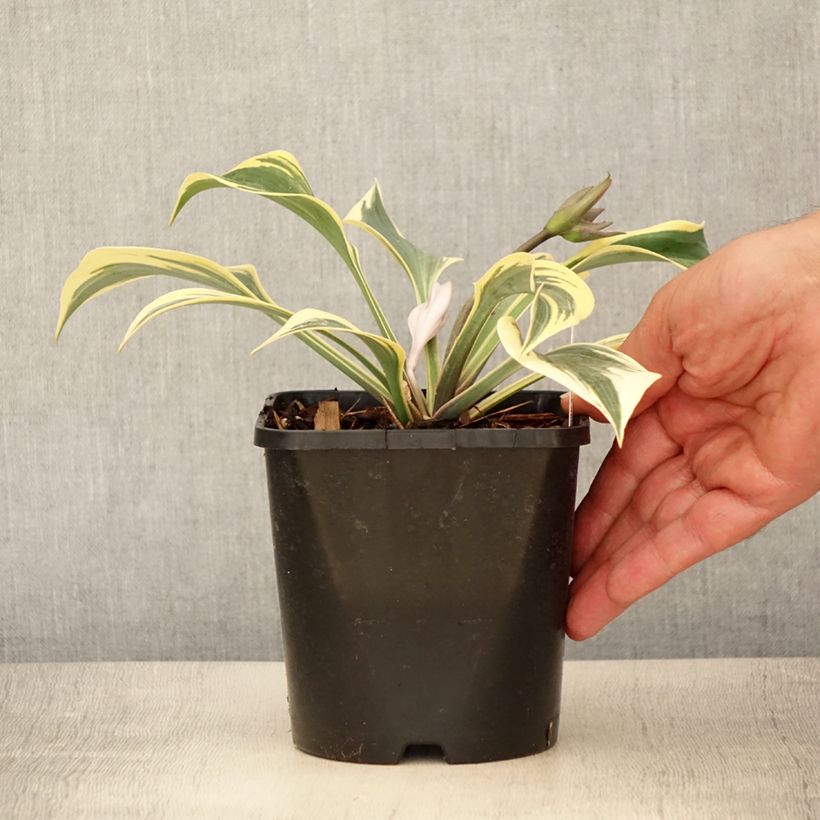Esemplare di Hosta Autumn Frost Vaso da 1,5L/2L consegnato in estate