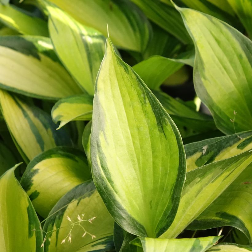 Hosta Ayesha (Fogliame)