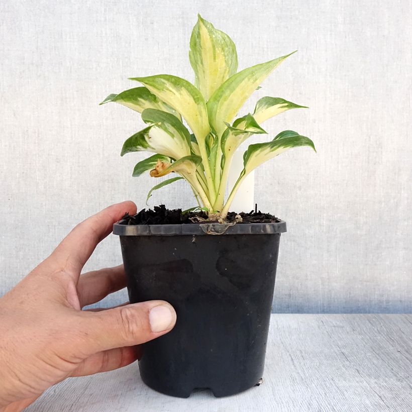 Esemplare di Hosta Beach Boy Vaso da 1,5L/2L consegnato in estate