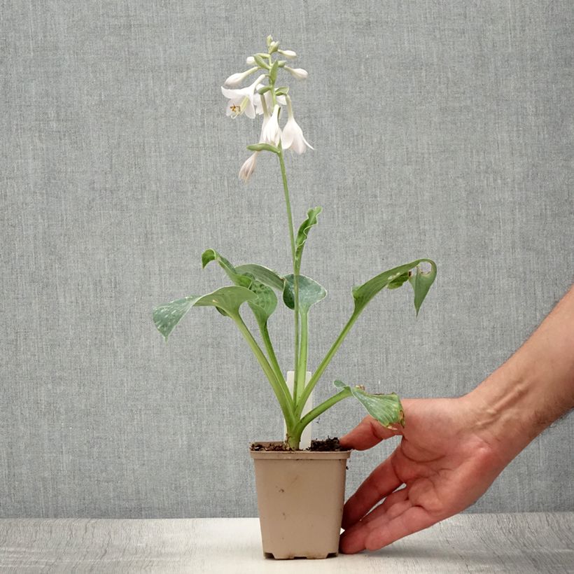 Esemplare di Hosta Big Mama Vasetto da 8/9 cm consegnato in estate