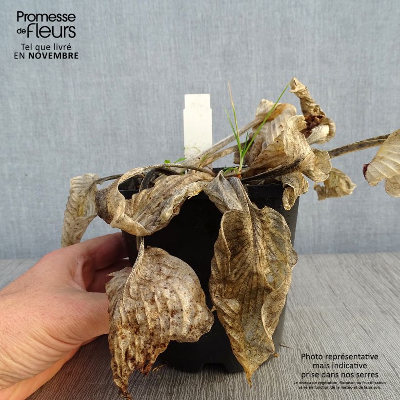 Esemplare di Hosta Big Mama Vaso da 1,5L/2L come consegnato in autunno