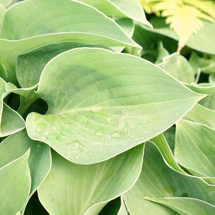 Hosta Hosta Blue Cadet (Fogliame)