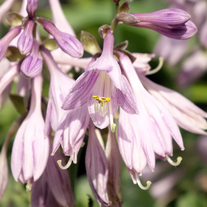 Hosta Hosta Blue Cadet (Fioritura)