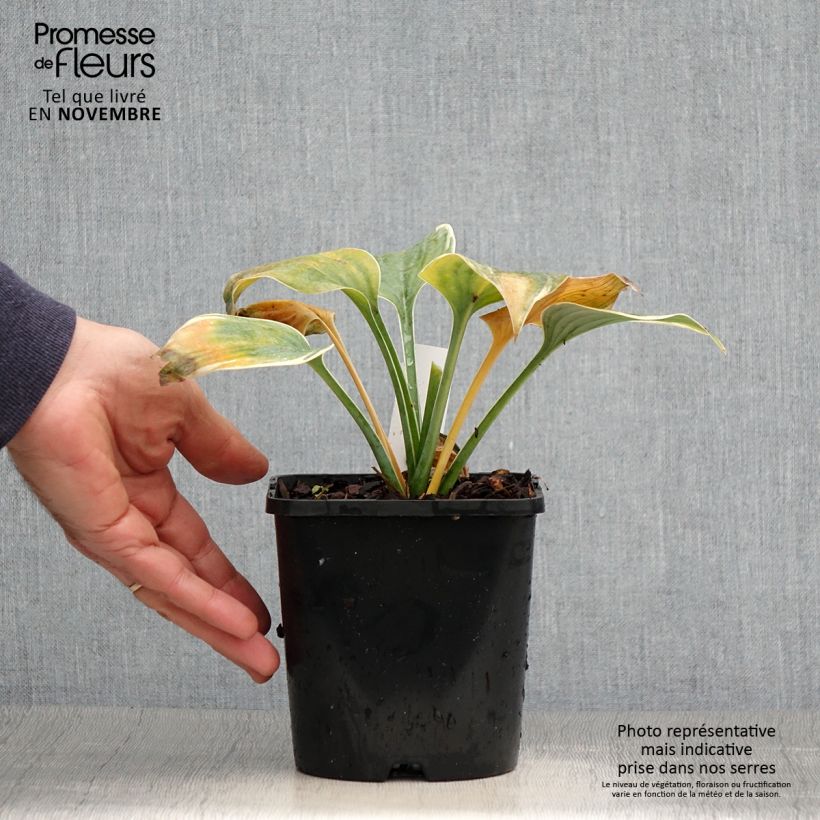 Esemplare di Hosta Blue Flame Vaso da 1,5L/2L come consegnato in autunno