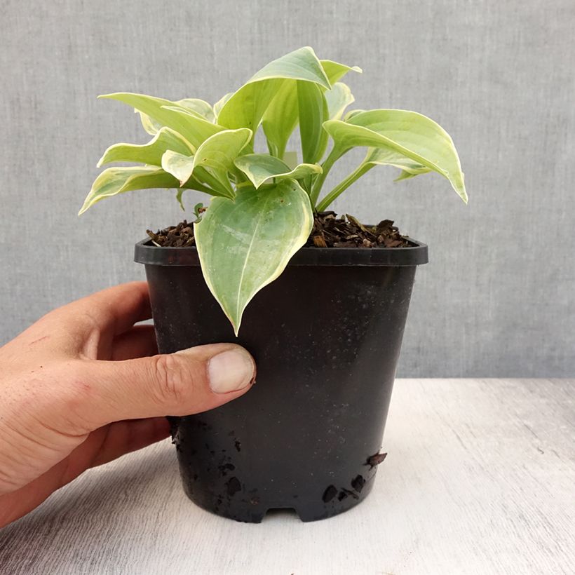 Esemplare di Hosta Blue Flame Vaso da 1,5L/2L consegnato in estate