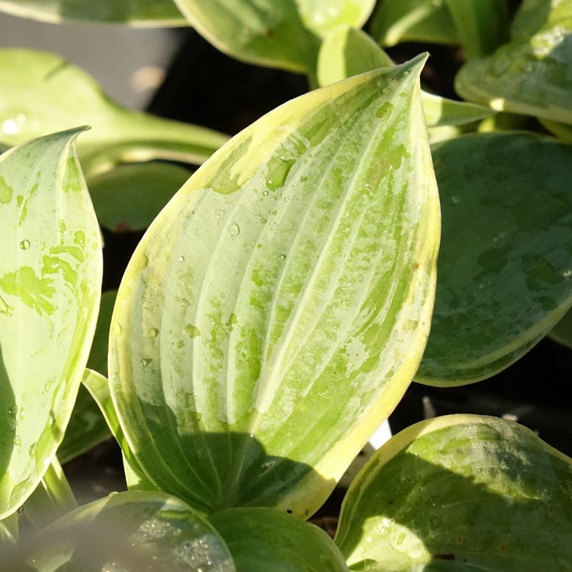Hosta Blue Flame (Fogliame)