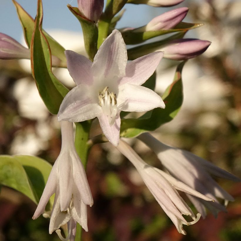 Hosta Blue Flame (Fioritura)