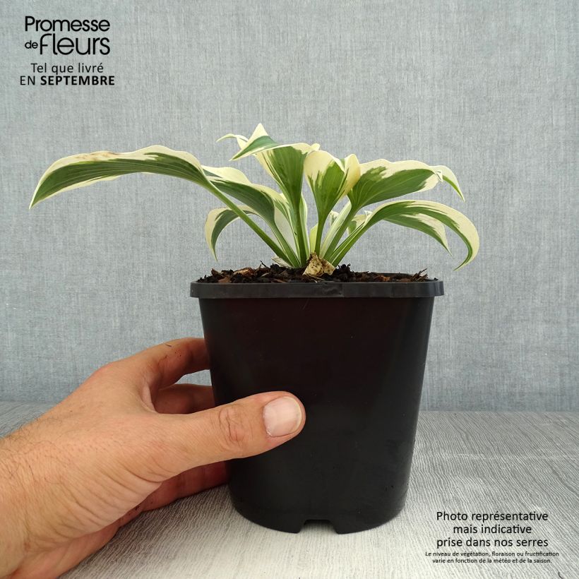 Esemplare di Hosta tardiana Blue Ivory Vaso da 1,5L/2L consegnato in estate