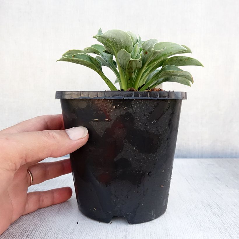 Esemplare di Hosta Blue Mouse Ears Vaso da 1,5L/2L consegnato in estate