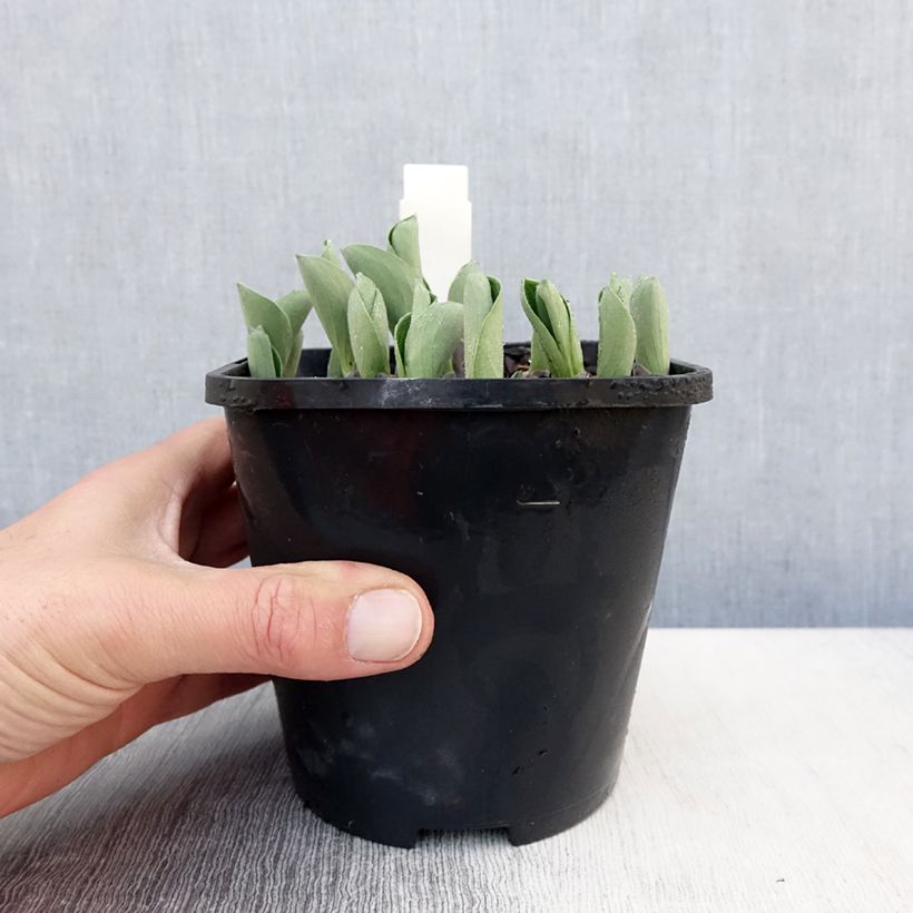 Hosta Blue Mouse Ears - Hosta bleu miniature Pot de 1.5L/2L esemplare consegnato in primavera
