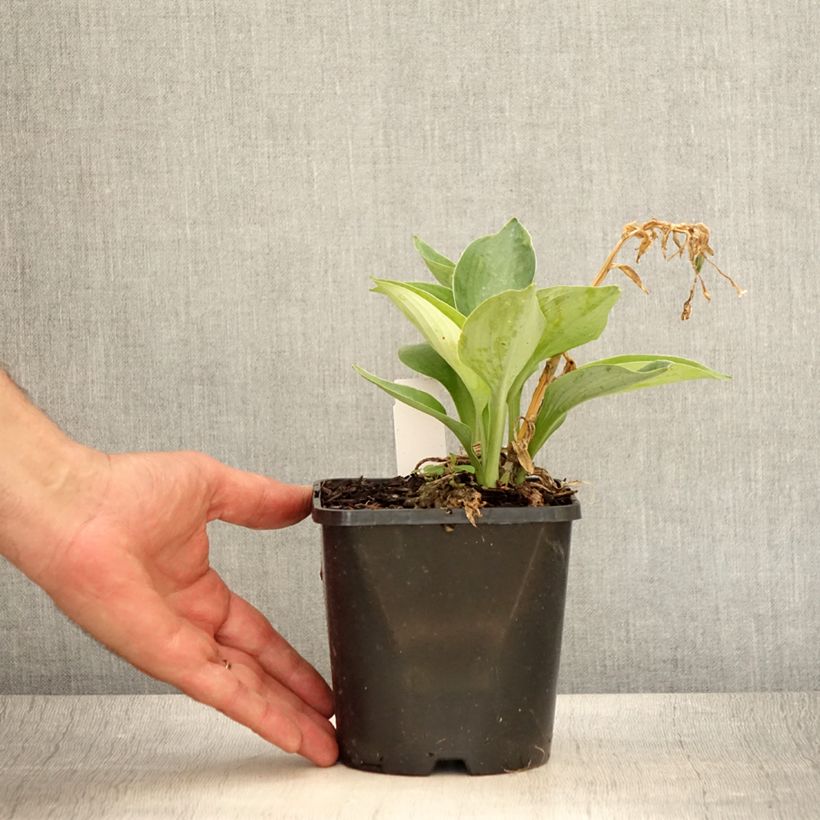Esemplare di Hosta Blue Vision Vaso da 1,5L/2L consegnato in estate
