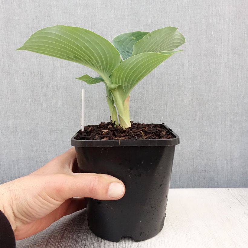 Hosta Blue Vision Pot de 1,5L/2L esemplare consegnato in primavera