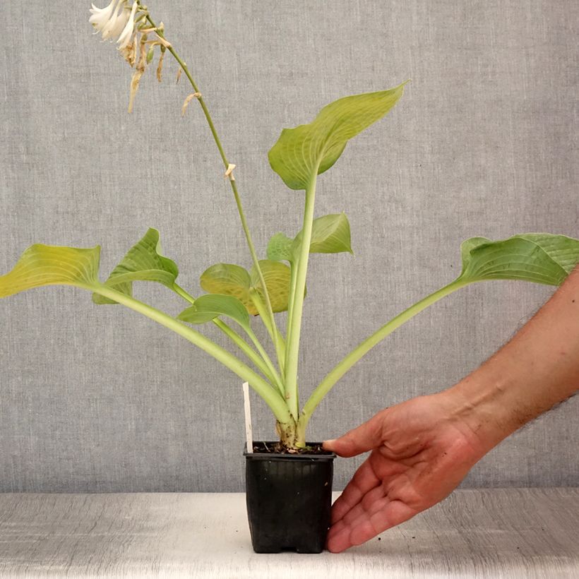 Esemplare di Hosta Bressingham Blue Godet de 8/9 cm consegnato in estate